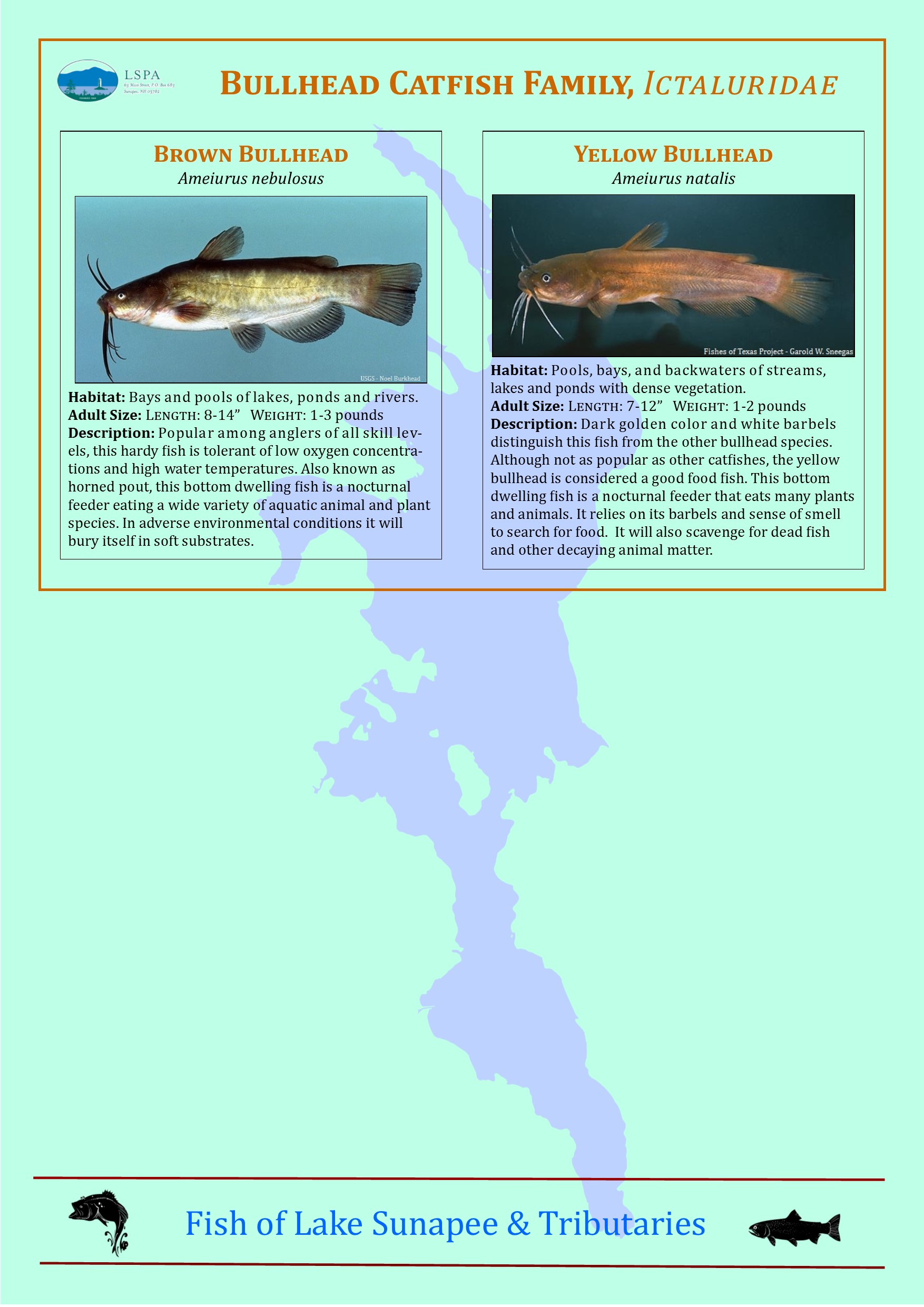 Types Of Freshwater Fish Species Fishing' Poster 18x24